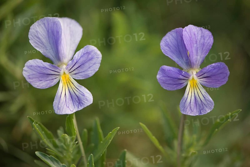 Mountain Pansies (Viola lutea)