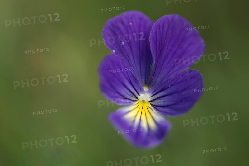 Mountain Pansy (Viola lutea)