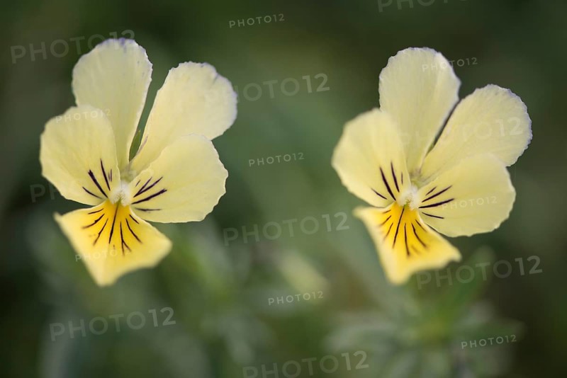 Mountain Pansies (Viola lutea)