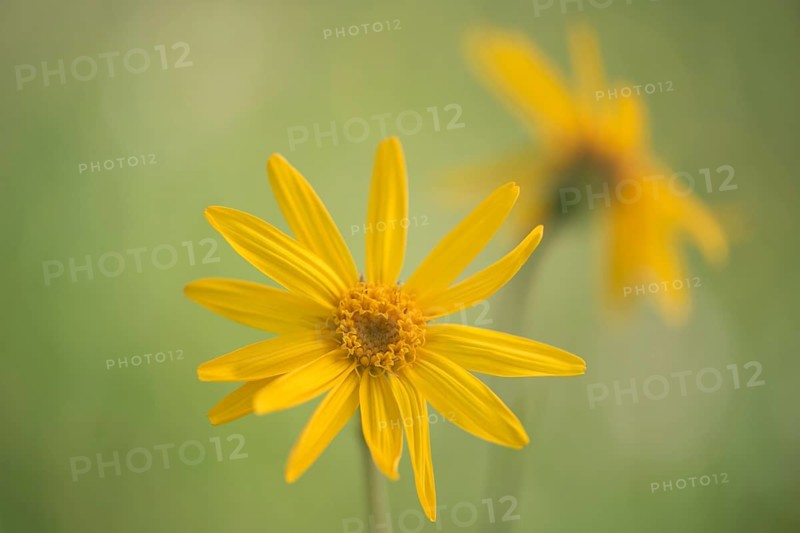 Mountain Arnica (Arnica montana)