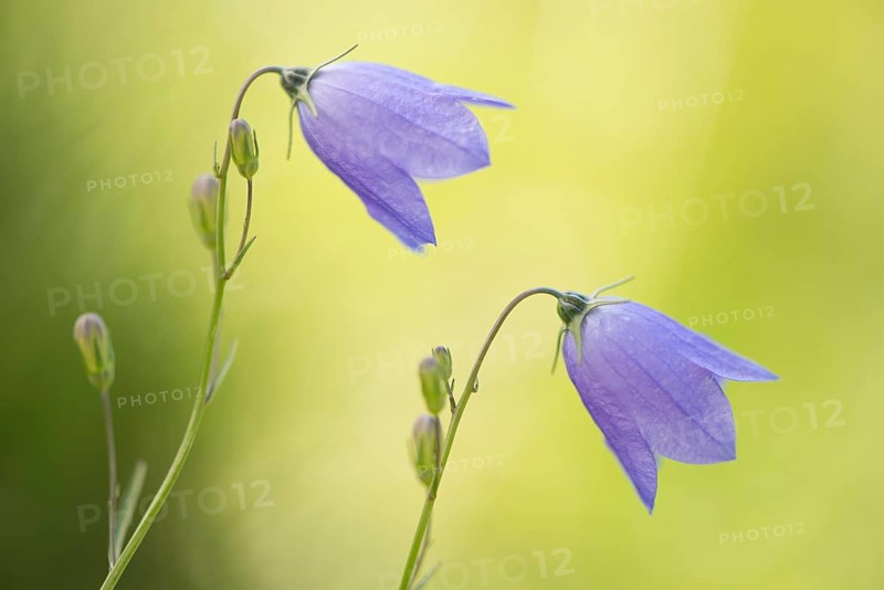 Harebell (Campanula rotundifolia)