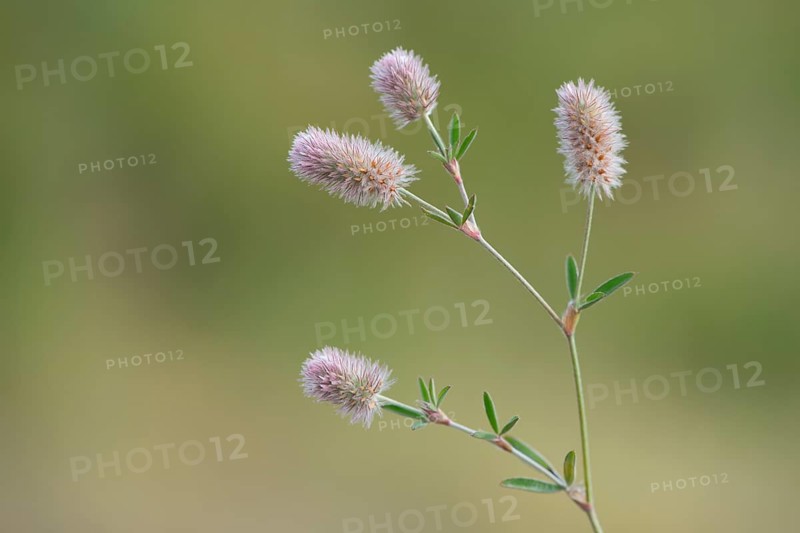 Haresfoot Clover (Trifolium arvense)