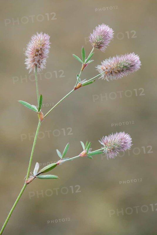Haresfoot Clover (Trifolium arvense)