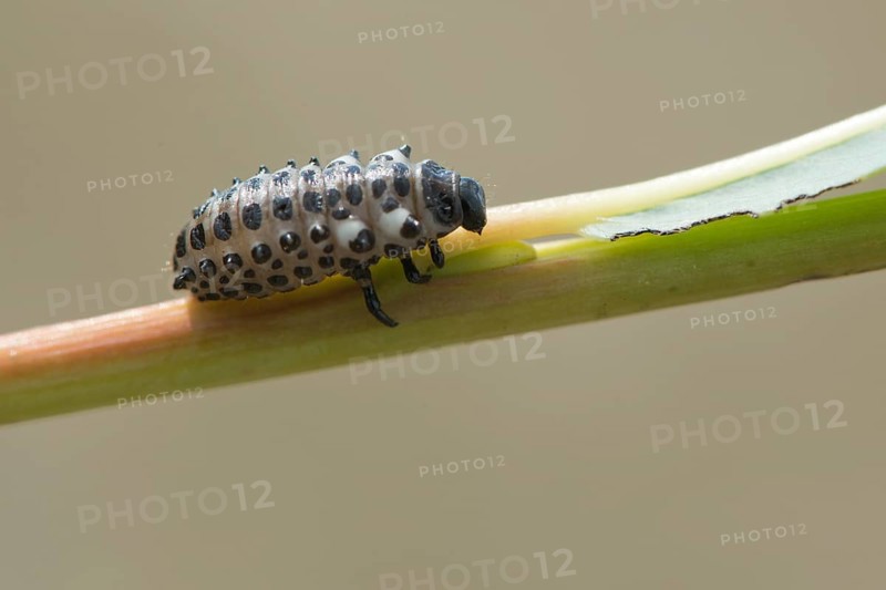 Larva