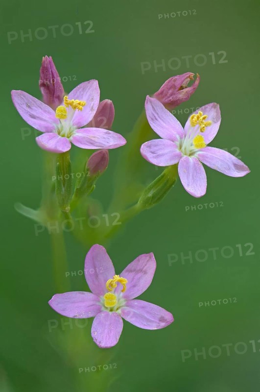 European centaury (Centaurium erythraea)