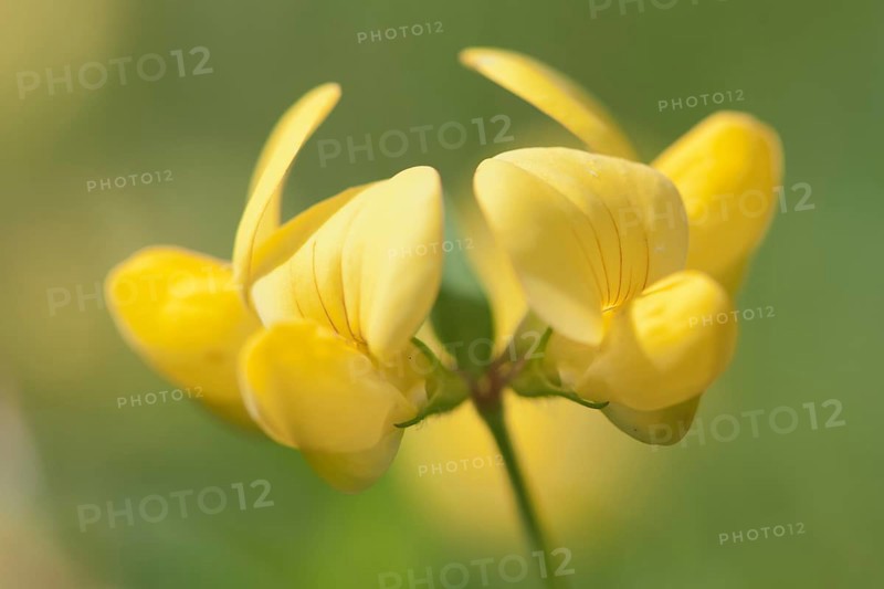 Common Bird's-foot Trefoil (Lotus corniculatus)