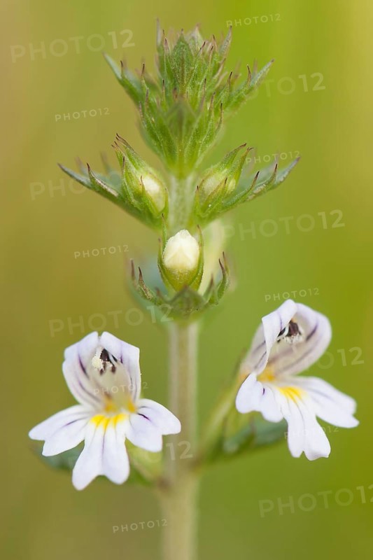 Eyebright (Euphrasia officinalis)