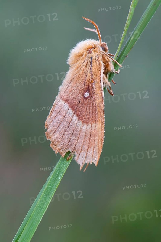Oak eggar (Lasiocampa Quercus) moth