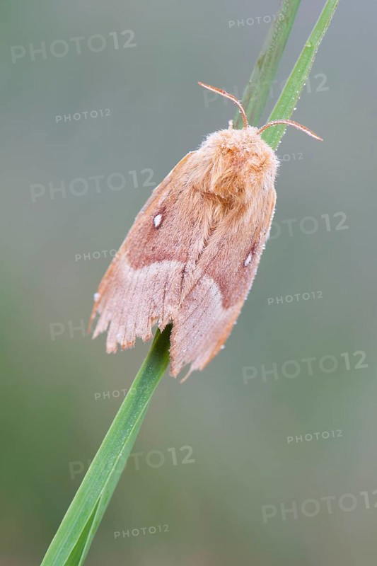 Oak eggar (Lasiocampa Quercus) moth