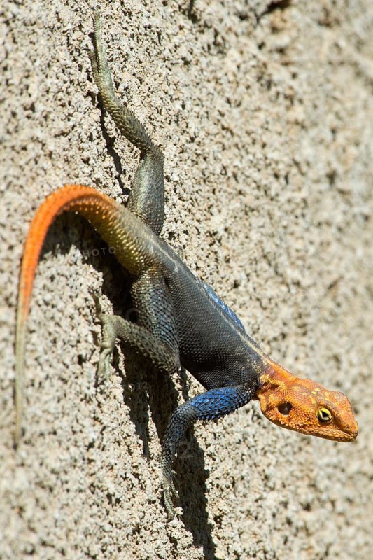 Agama (Agama agama)