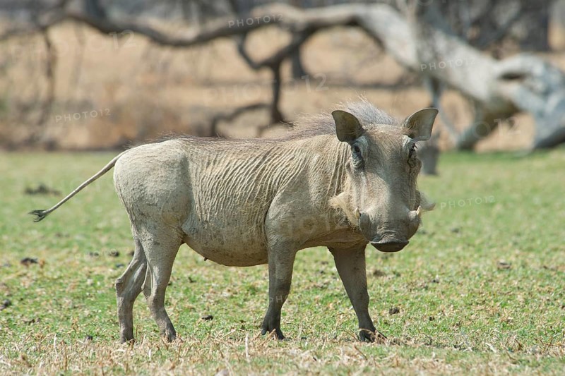 Warthog (Phacochoerus africanus)