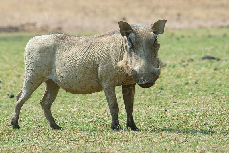 Warthog (Phacochoerus africanus)