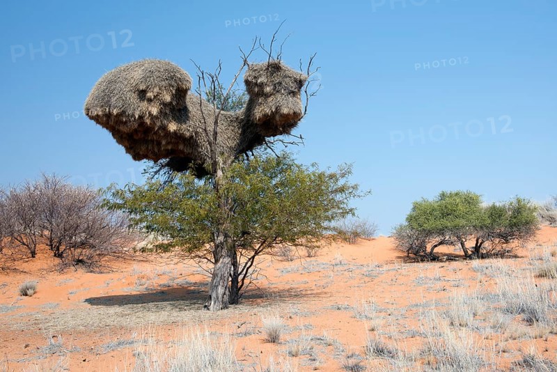 Sociable weaver (Philetairus socius) community nest