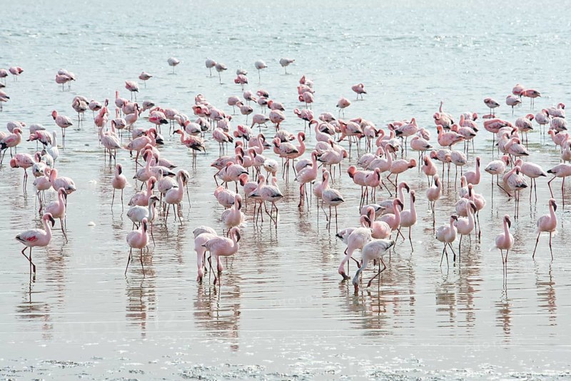 Lesser Flamingos (Phoeniconaias minor) in the water