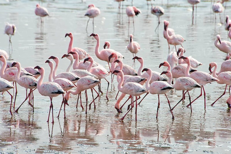 Lesser Flamingos (Phoeniconaias minor) in the water