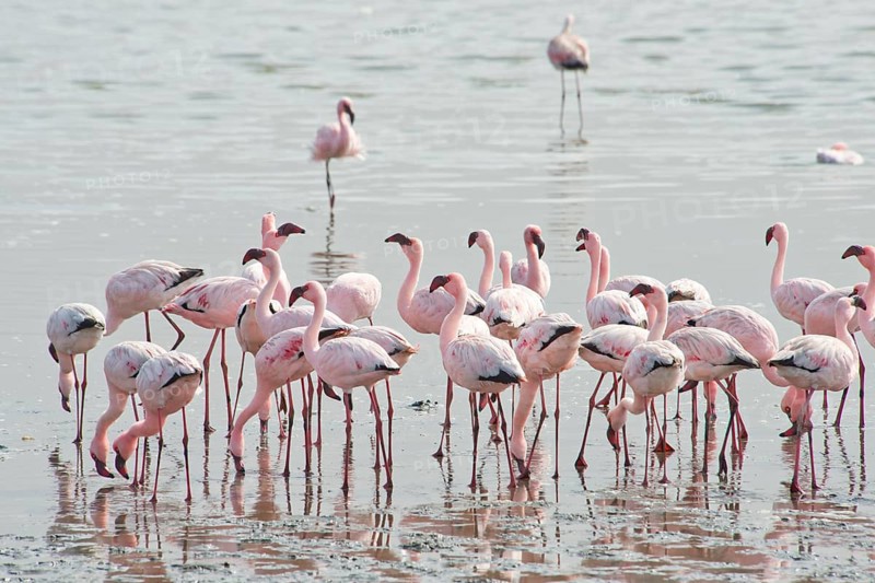 Lesser Flamingos (Phoeniconaias minor) in the water