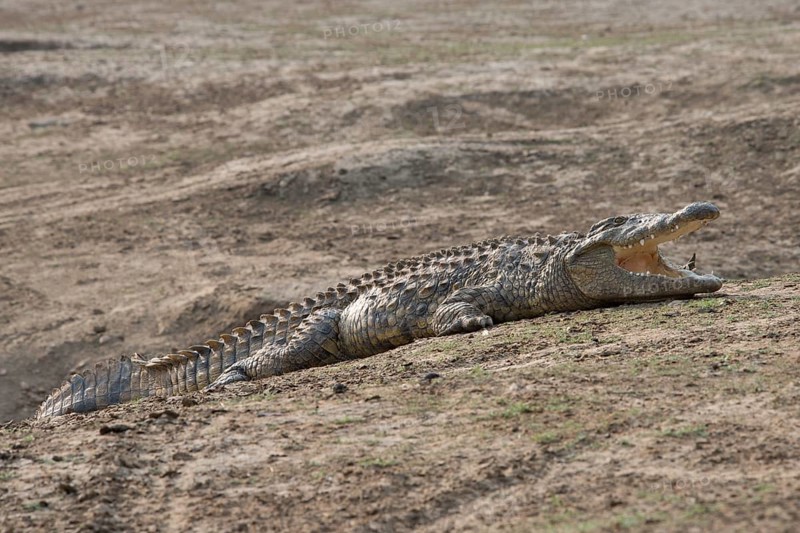 Nile crocodile (Crocodylus niloticus)