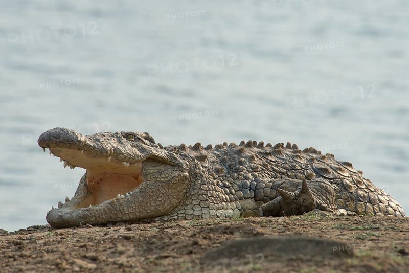 Nile crocodile (Crocodylus niloticus)