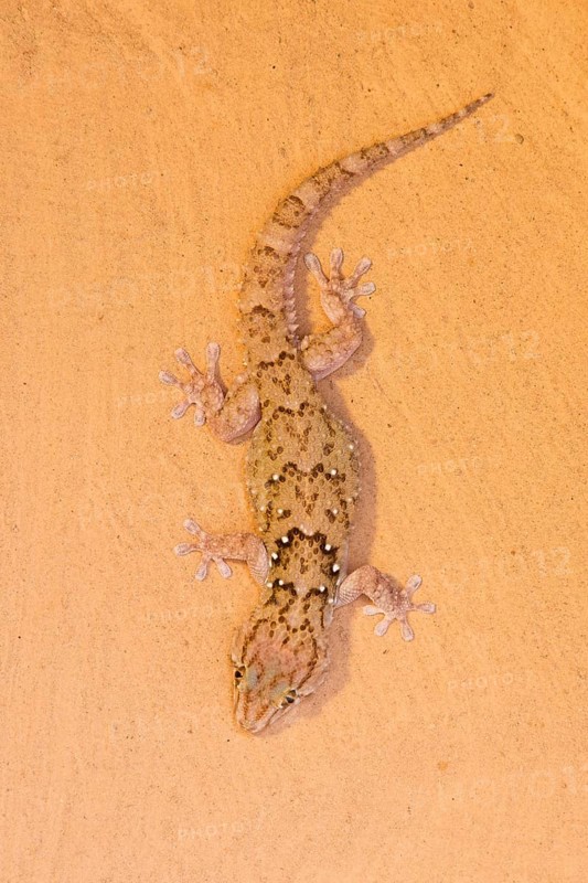 Turner gecko (Chondrodactylus turneri)