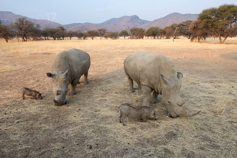 White rhinos (Ceratotherium simum) and warthogs (Phacochoerus africanus) grazing together