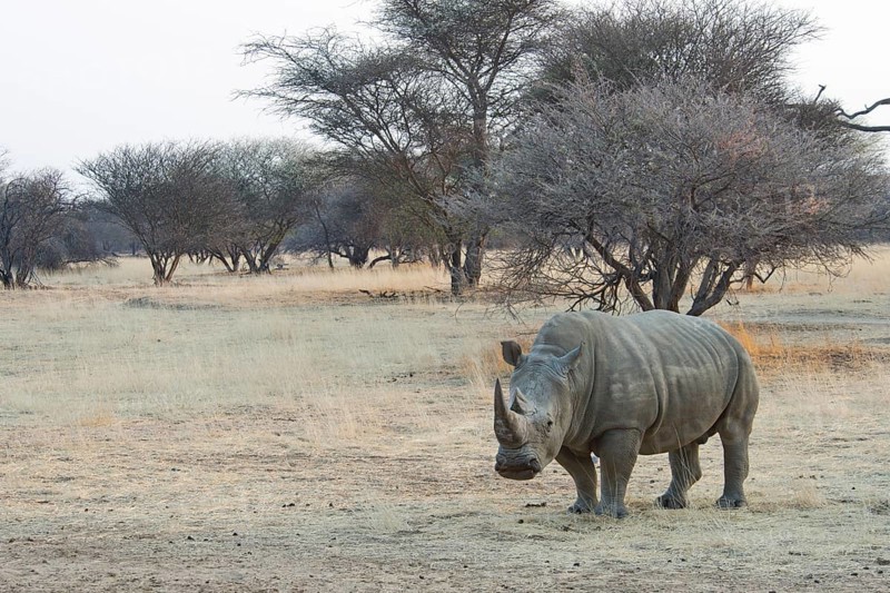 White Rhinoceros (Ceratotherium simum)