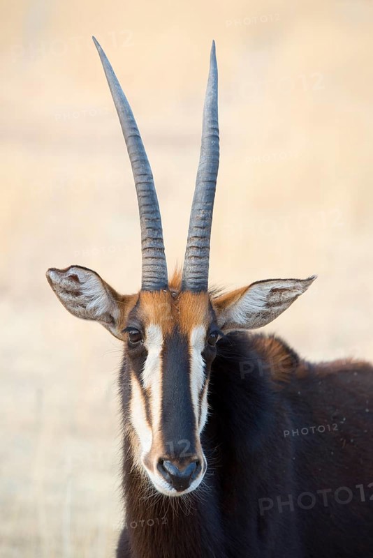 Sable antelope (Hippotragus niger)