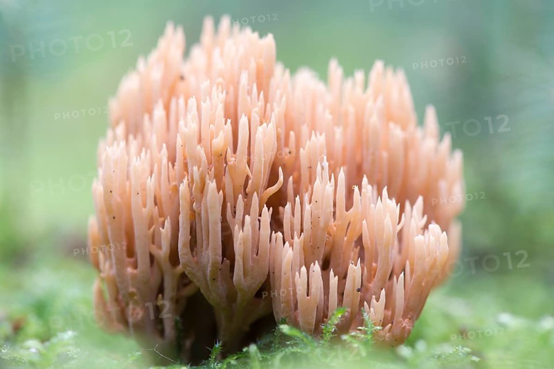 Ramaria eumorpha