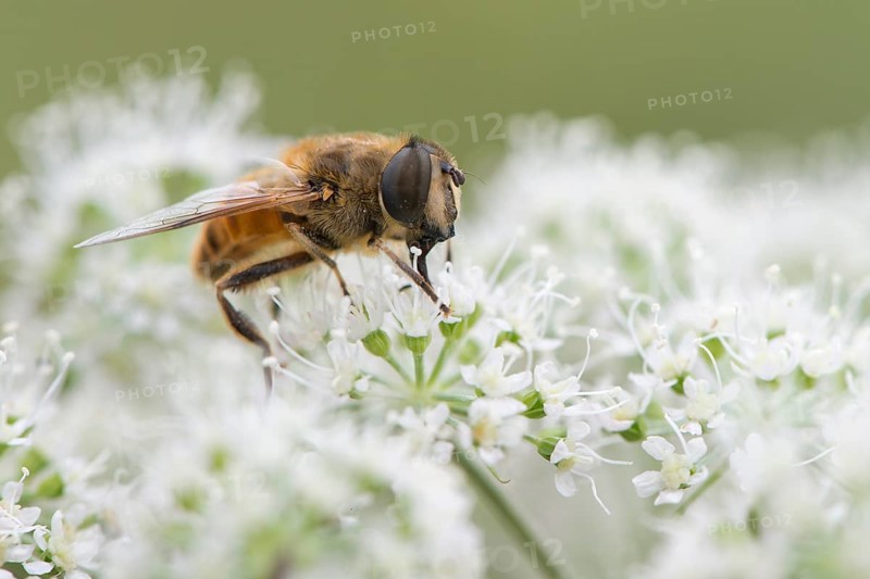 Volucella inanis (Volucella inanis)