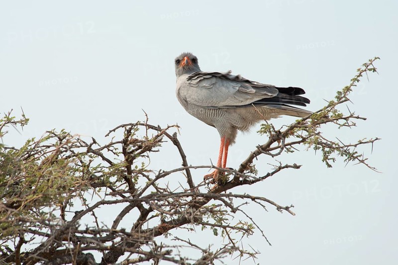 Eastern chanting goshawk (Melierax poliopterus) on an umbrella thorn acacia (umbrella acacia tortilis)