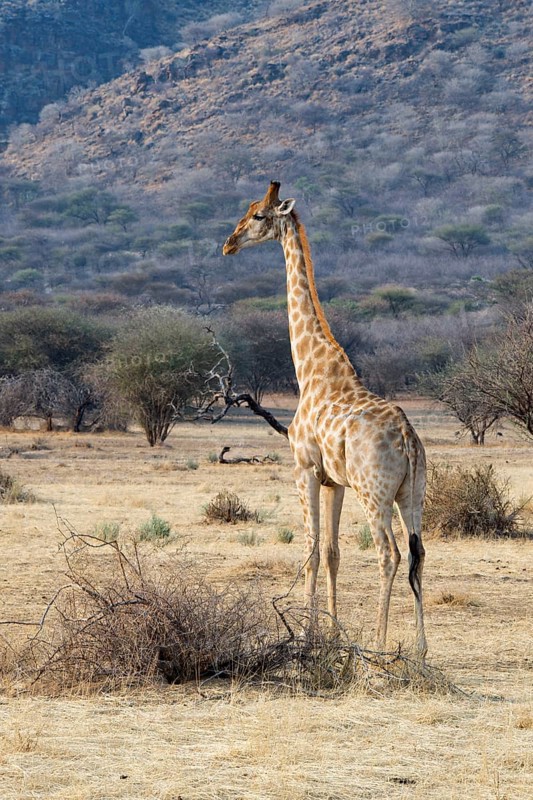 Giraffe (Giraffa camelopardalis)