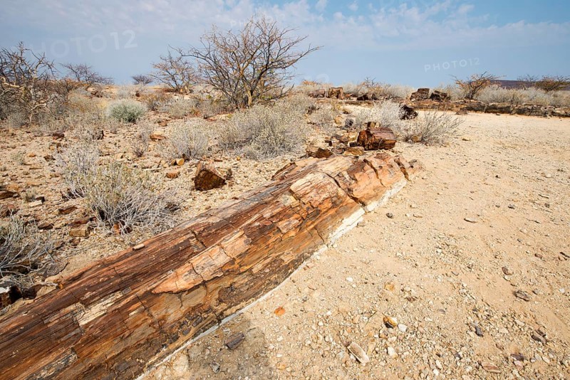 Petrified forest