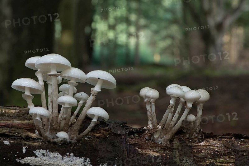 Porcelain fungus (Oudemansiella mucida)