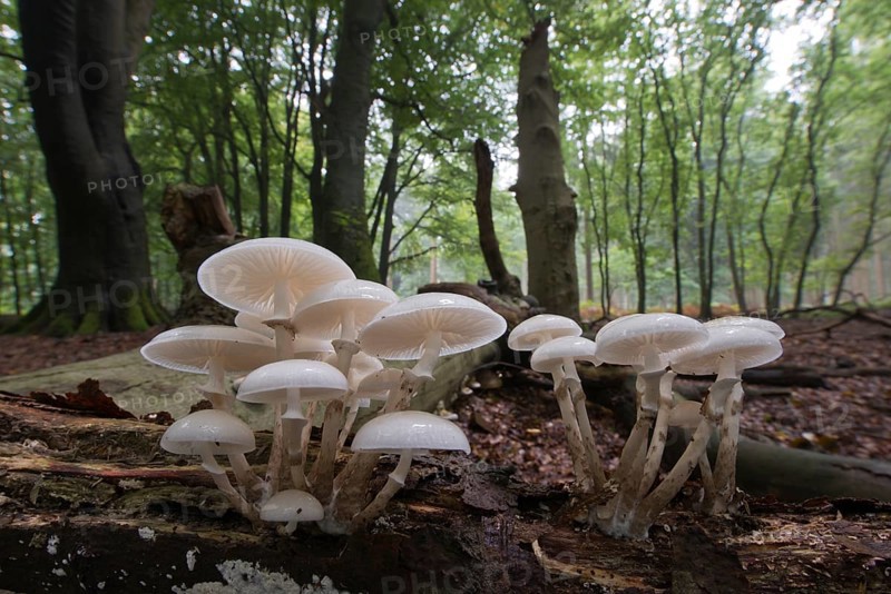 Porcelain fungus (Oudemansiella mucida)