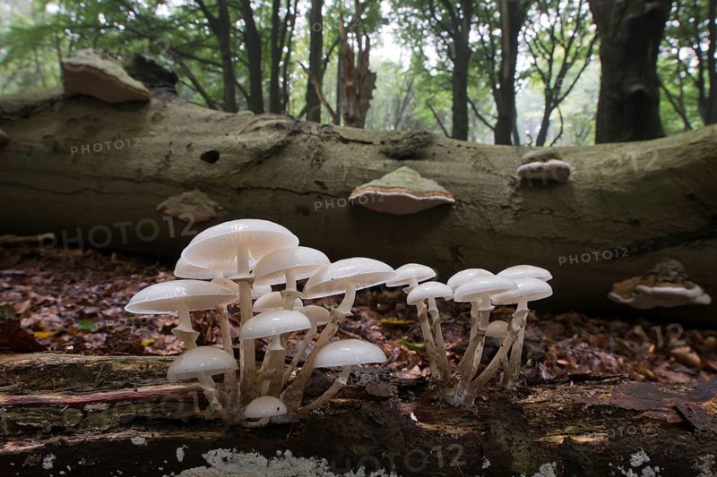 Porcelain fungus (Oudemansiella mucida)