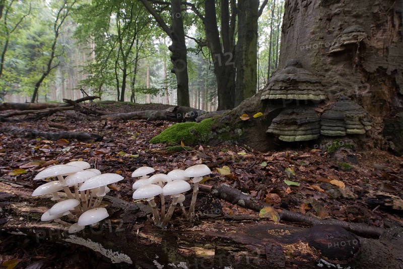 Porcelain fungus (Oudemansiella mucida)