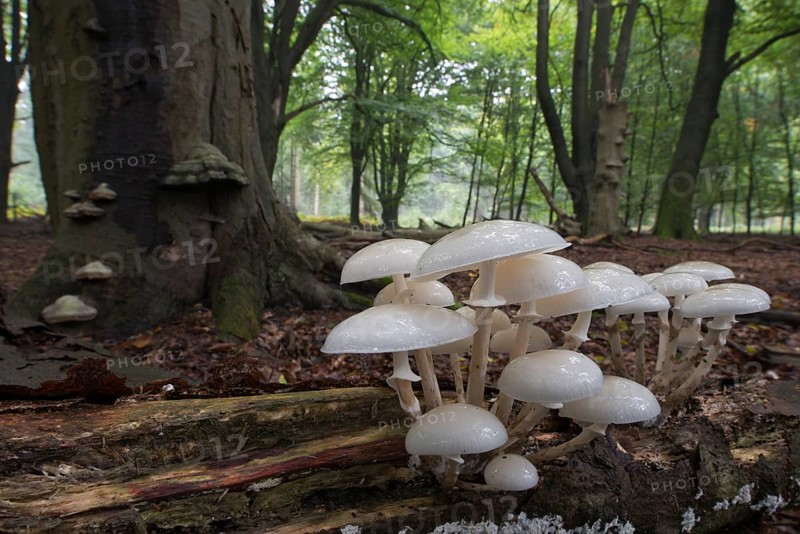 Porcelain fungus (Oudemansiella mucida)