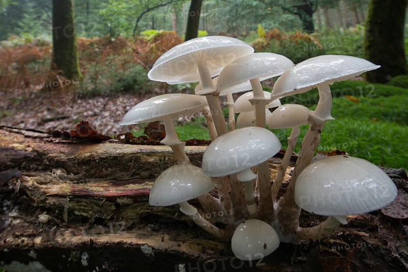 Porcelain fungus (Oudemansiella mucida)