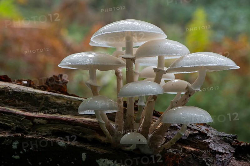 Porcelain fungus (Oudemansiella mucida)