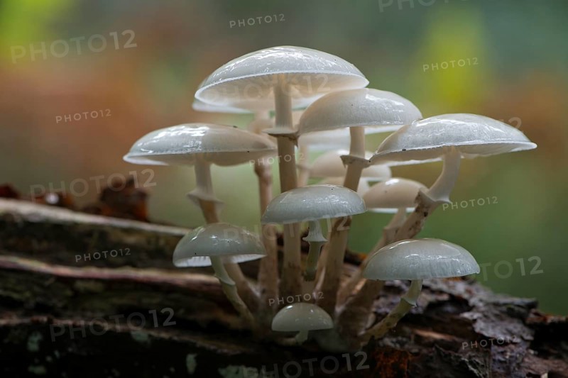 Porcelain fungus (Oudemansiella mucida)