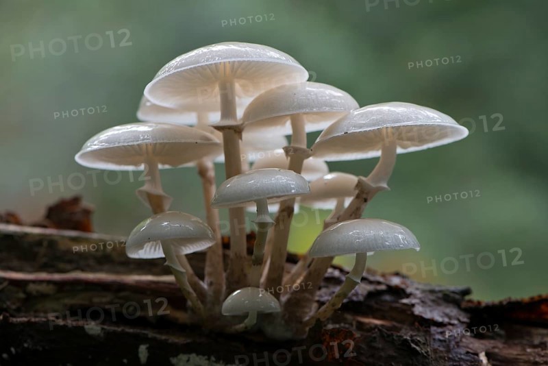 Porcelain fungus (Oudemansiella mucida)