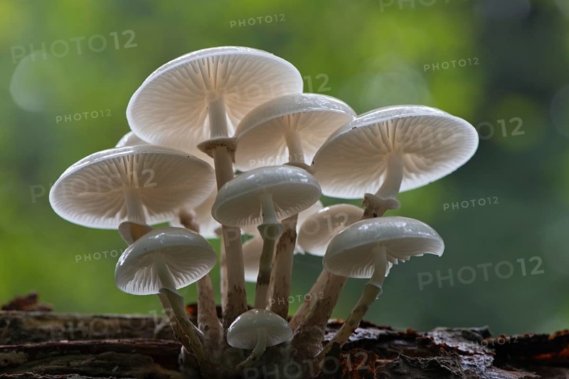 Porcelain fungus (Oudemansiella mucida)
