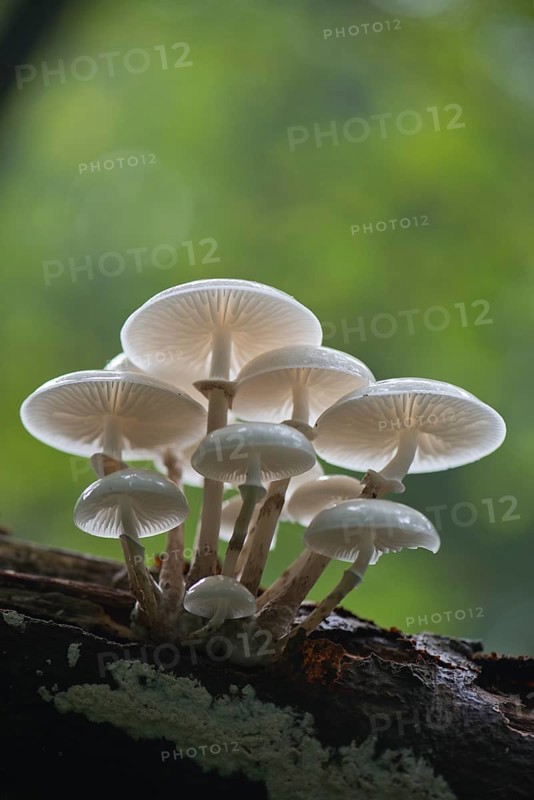 Porcelain fungus (Oudemansiella mucida)