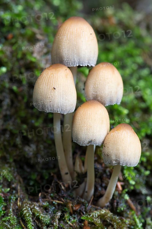 Mica cap