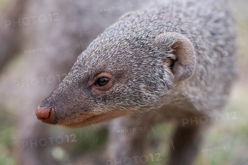 Banded mongoose (Mungos mungo)