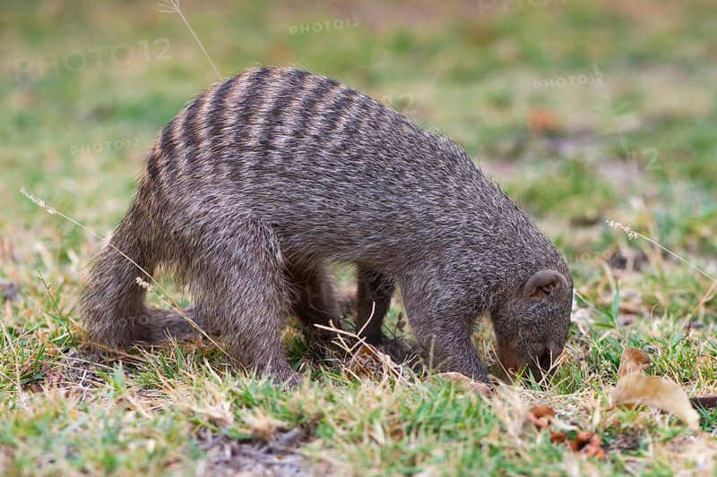 Banded mongoose (Mungos mungo)