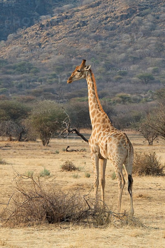Giraffe (Giraffa camelopardalis)