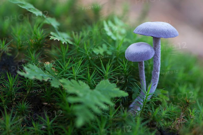 Amethyst deceiver (Laccaria amethystea)