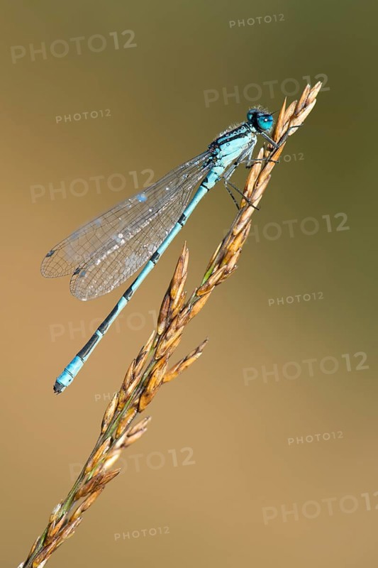 European damselfly (Enallagma cyathigerum) on a blade of grass