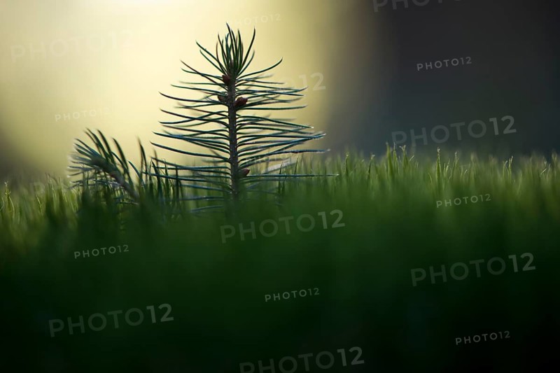 Norway spruce (Picea abies)