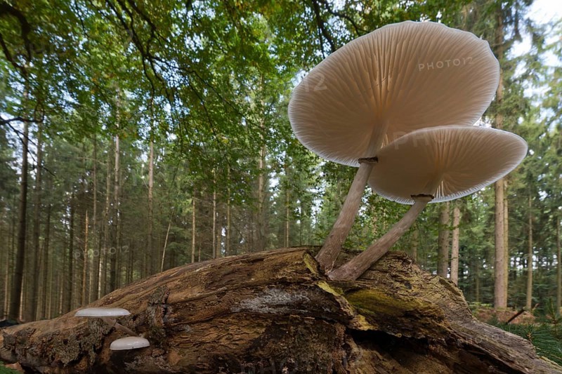 Porcelain fungus (Oudemansiella mucida) on deadwood